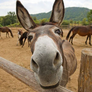 Meet your Posher, Angel